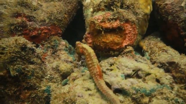 Музей подводных скульптур Канкун смотреть онлайн