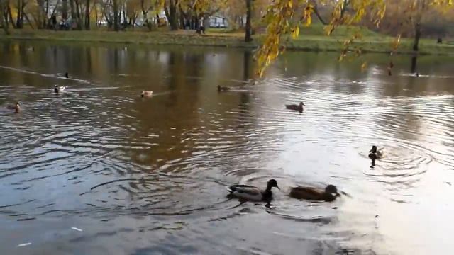 Уточки на Леоновском пруду смотреть онлайн