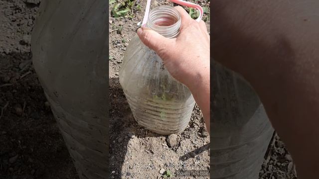 РОЗЫ подмерзли? не спешите выкапывать! Результат супер.