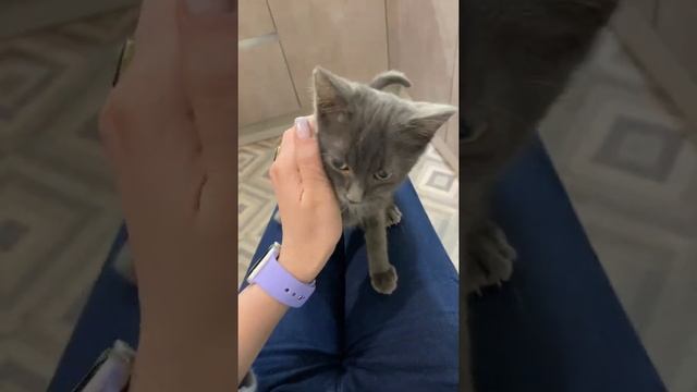 Ребёночек наш? #котенок #том #башкортостан #животные смотреть онлайн