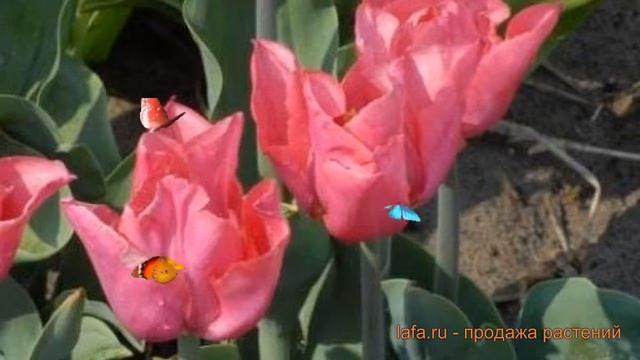 Тюльпан обыкновенный Лидия (tulipa tyulpan) ? Лидия обзор: как сажать, луковицы тюльпаны Лидия смотреть онлайн