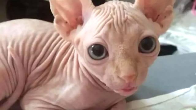 Сын принёс домой котёнка, мама решила избавиться от него. Но когда врач назвал цену питомца, она... смотреть онлайн