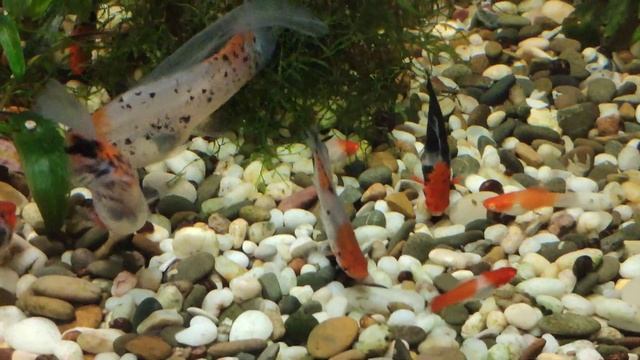 Мои мечики sanke/showa tricolor смотреть онлайн