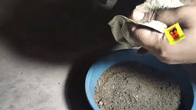 Adenium or Desert Rose | Transplant | best potting mix | Care | watering | Fertiliser | Must watch смотреть онлайн