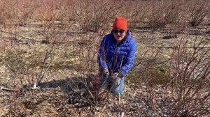 Как правильно делать обрезку голубики