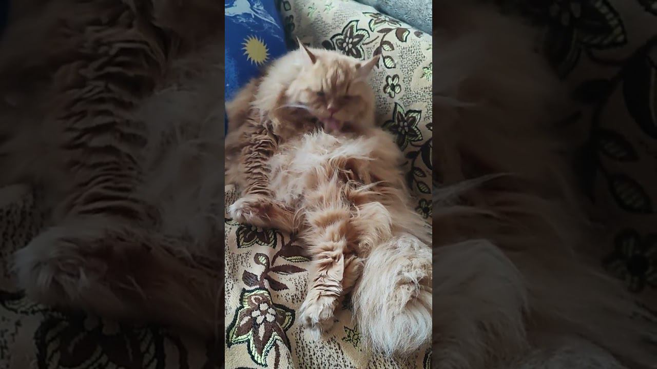 КотеЙка смотреть онлайн