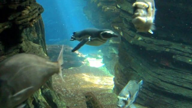 ИНТЕРЕСНЫЕ ФАКТЫ ПРО ПИНГВИНОВ смотреть онлайн