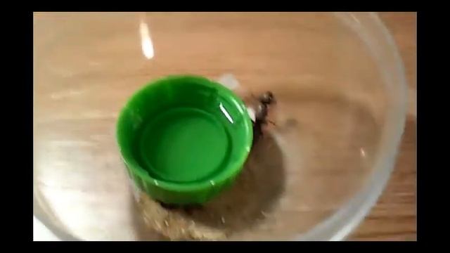 РЕБЯТА! Я НАШЁЛ АФРИКАНСКОГО МУРАВЬЯ ?В БЕЛАРУСИ смотреть онлайн