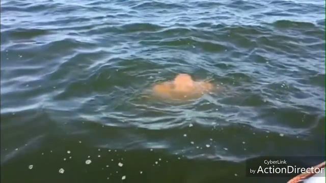 с.Осетровка 24,08,18 смотреть онлайн