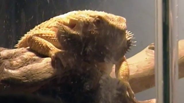 bearded dragon vs. iguana смотреть онлайн
