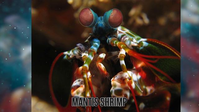 Weird Facts About Amazing Animals смотреть онлайн