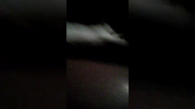 Ленивый 🐱 кот смотреть онлайн