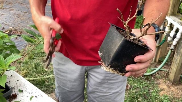 Pruning baby SILVER DOLLAR and LIMELIGHT hydrangeas for maximum flowering // Paniculata Hydrangeas смотреть онлайн