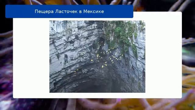 Пещера Ласточек в Мексике смотреть онлайн