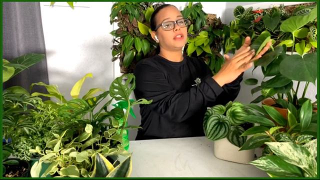 Taller Gratuito "Como cuidar nuestras plantas en el interior" смотреть онлайн