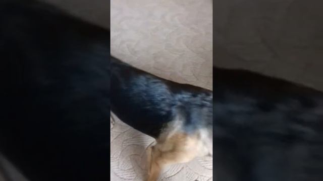 Когда мы дома одни с собакой смотреть онлайн