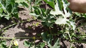 Как опыляется арбуз, удаление пасынков.