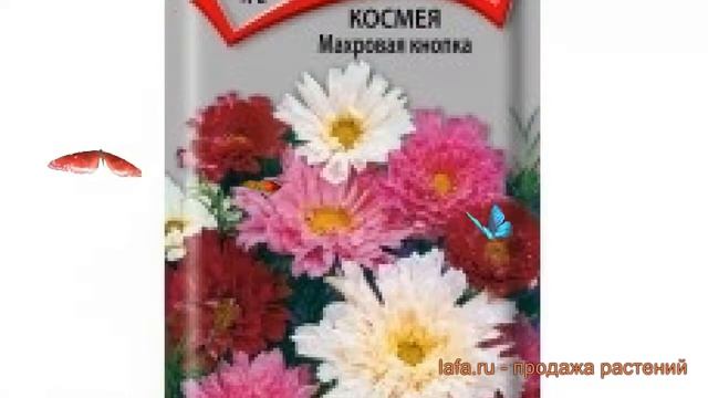 Космея махровая Махровая кнопка ? обзор: как сажать, семена космеи Махровая кнопка смотреть онлайн