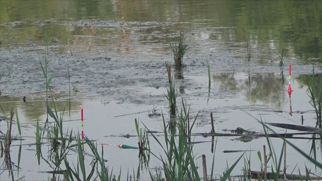 Рыбалка 22 августа на линя или карася как она есть в реальности.. смотреть онлайн