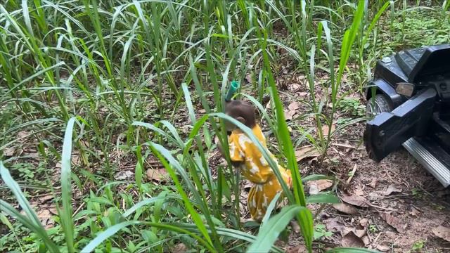 Cutis Farmer Drove To Harvest Grass At The Farm Help Dad Feed The Cows
