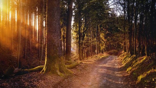 Футаж лес/Footage Forest