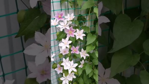 Клематис Тииу