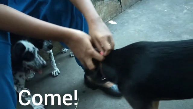 German Shepherd Meets Dalmatian ##germanshepard #dalmatian