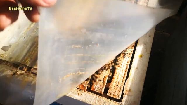 3-я зимовка в моих 