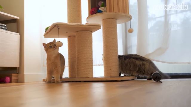 Cats Most Heart-Warming Moments! смотреть онлайн