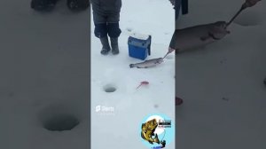 Клёвая рыбалка в Лёдово