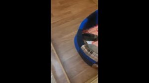 Вольер для собаки своими руками. Шпицы освоились!!!