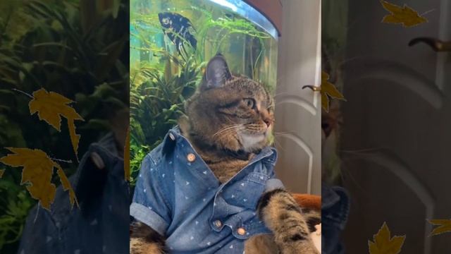 Кот грустит. Осень. смотреть онлайн