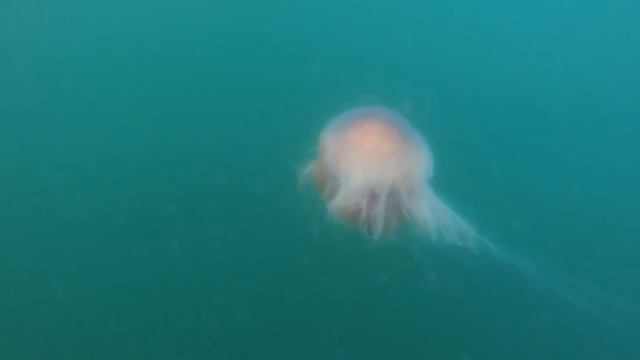 Large Jellyfish in iceland смотреть онлайн