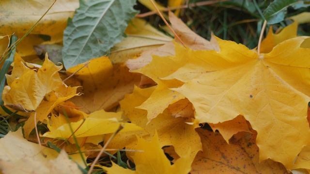 the colors of autumn/Panasonic DMC G7 смотреть онлайн