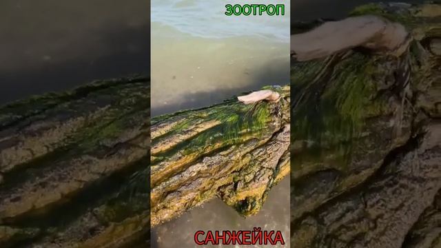 Санжейка. Одесса. Пляжи Украины. Красивые места. Оползень. Мины. Море сегодня. Топляки. #зоотроп смотреть онлайн