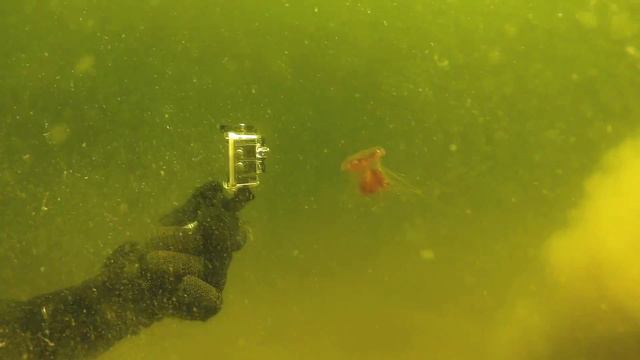 Соловки. Белое море. Губа Долгая (промо). смотреть онлайн