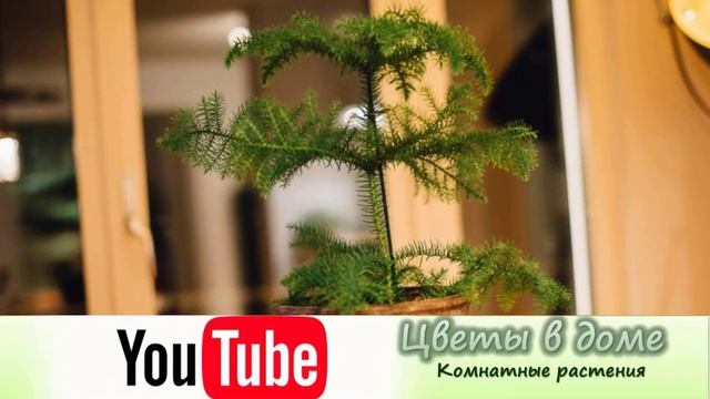 Пересадка Араукарии. Горшок и грунт для растения! смотреть онлайн