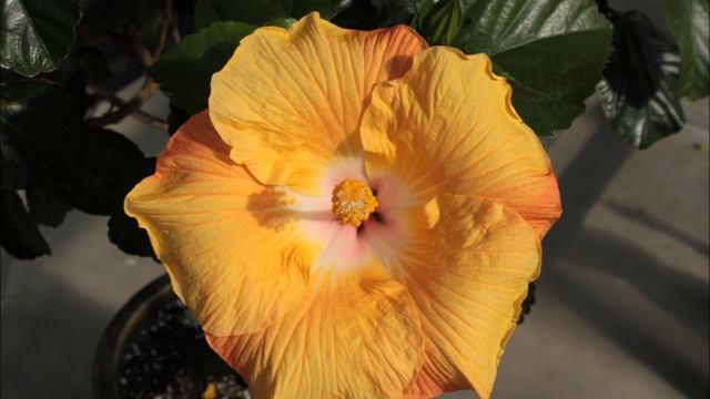 Hibiscus Blooming Time Lapse смотреть онлайн
