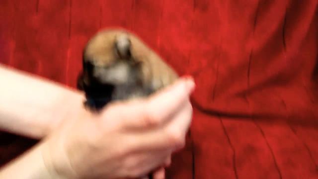 Померанский шпиц. Помет #1. 16.10.2017 Нюся. Щенок #3 смотреть онлайн