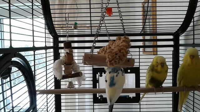 Желто зеленые и белые синие волнистые попугайчики смотреть онлайн