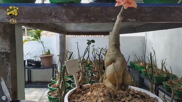 🌺 ROSA DO DESERTO WINNIE florida смотреть онлайн