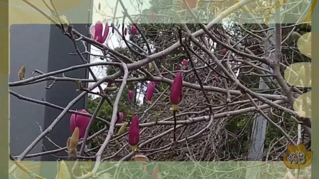 Магнолия Суланжа /Magnolia soulangeana смотреть онлайн