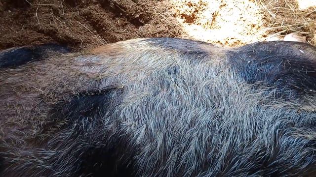 ЗАКУПИЛИ КОРМА КУРЫ НА ВОЛЕ/ТЕЛЕЖКА МУРАВЕЙ смотреть онлайн