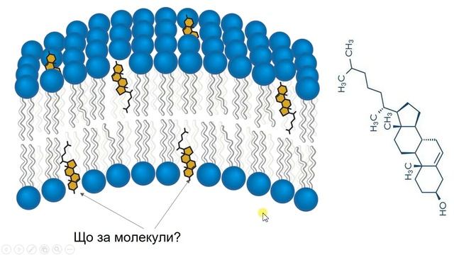 9В: Урок біології №7. Ліпіди. смотреть онлайн