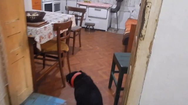 NIKON COOLPIX L830 TEST VIDEA.26.08.2019.GLOBODER смотреть онлайн