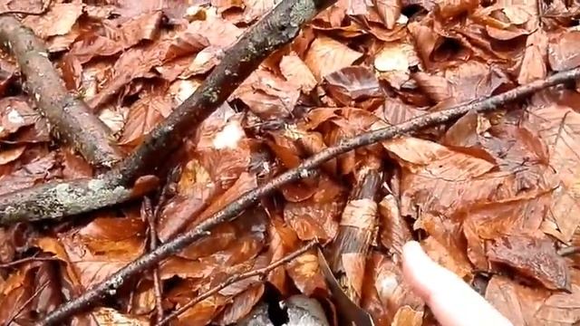 Hygrophorus marzuolus apirilean смотреть онлайн