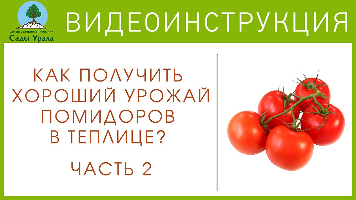 Как ухаживать за помидорами. Часть 2 смотреть онлайн