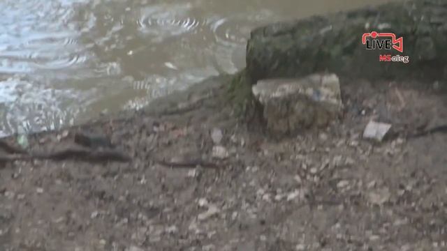 Нутрия болотный бобр. Грызуны плавают ныряют и кушают в пруду. Парк Дендрарий Сочи. смотреть онлайн