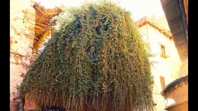 Египтолог Мухаммед Фахти: ЕГИПЕТ. Синайский монастырь смотреть онлайн