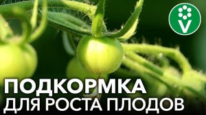 ПОМИДОРЫ ОСТАНОВИЛИСЬ В РОСТЕ? Это поможет улучшить рост плодов!